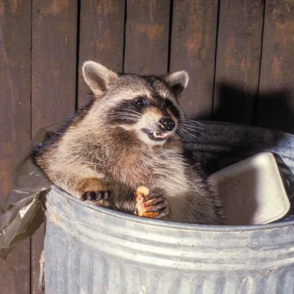 Meet your Posher, Jane - Picture 1 of 1